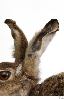 Hare  1 ear 0010.jpg